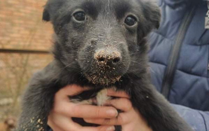 Zbiórka Na pomoc ukraińskim zwierzakom - zdjęcie główne