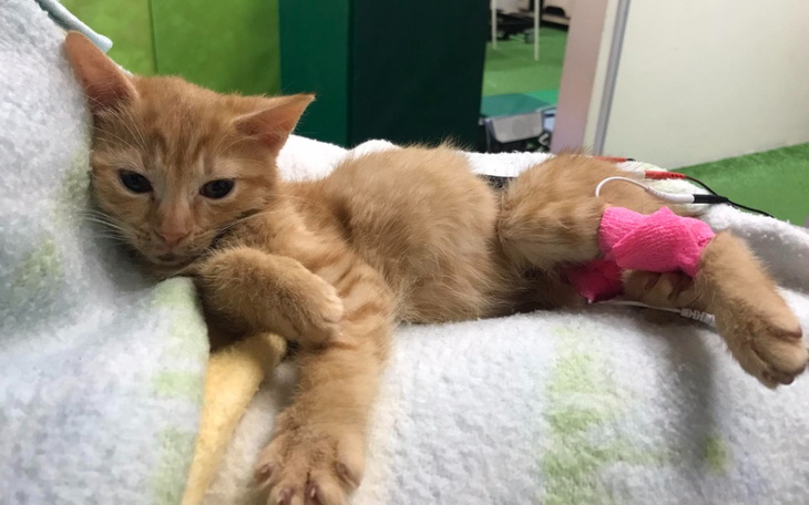 Zbiórka Na rehabilitację Katharsis - zdjęcie główne