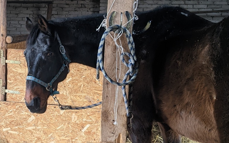 Koń w stajni z uprzężą i liną.