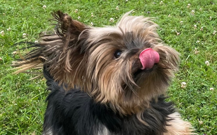 Pies biega po trawie, wystawiając język.