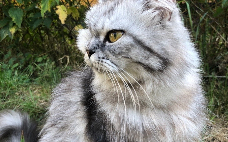 Zbiórka Kotka Sonia z rakiem. - zdjęcie główne