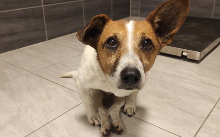 Zbiórka Chodzić czy jeździć na wózku - zdjęcie główne