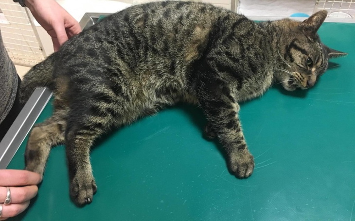 Zbiórka Zbiórka na kota jest połamany - zdjęcie główne