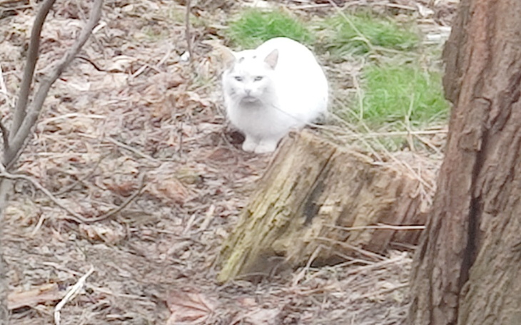 Zbiórka Jedzonko dla ogonków wolnozyjacy - zdjęcie główne