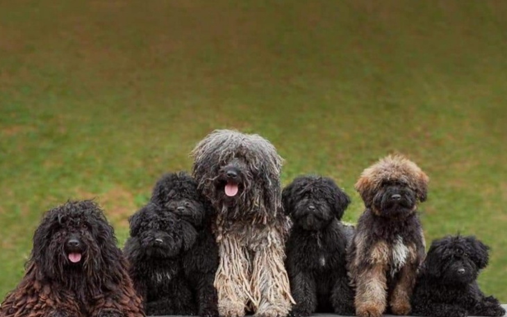 Zbiórka Zbieram na wymarzonego psa mopa - zdjęcie główne