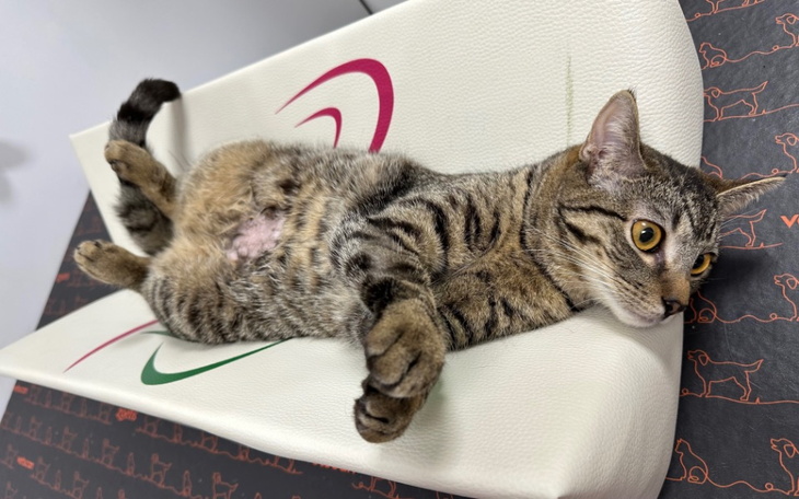 Kot leżący na poduszce, zrelaksowany i spokojny.