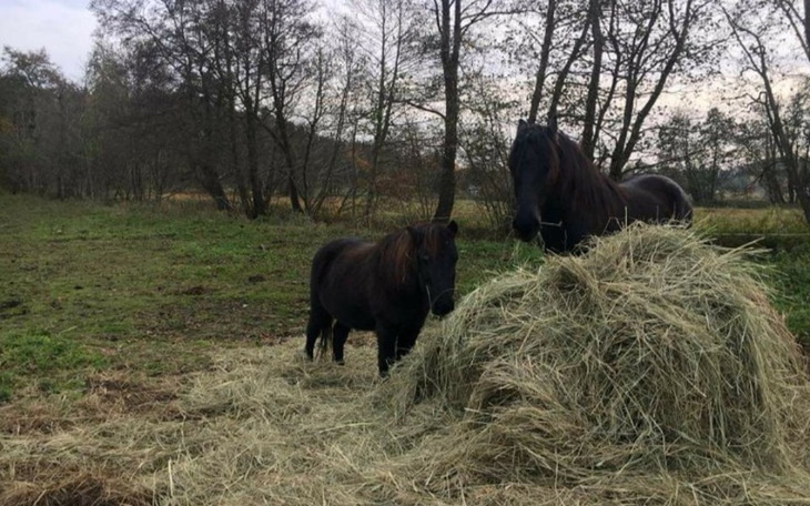 Zbiórka Wsparcie w utrzymaniu koni - zdjęcie główne