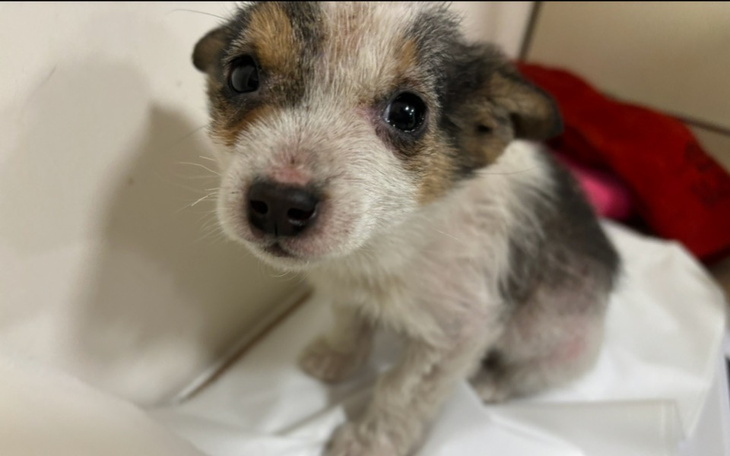 Zbiórka Wyrzucona jak śmieć - zdjęcie główne