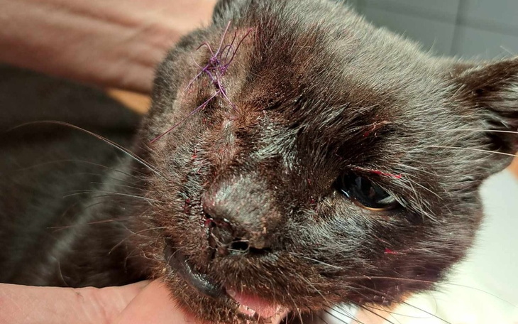 Zbiórka leczenie Negro - zdjęcie główne