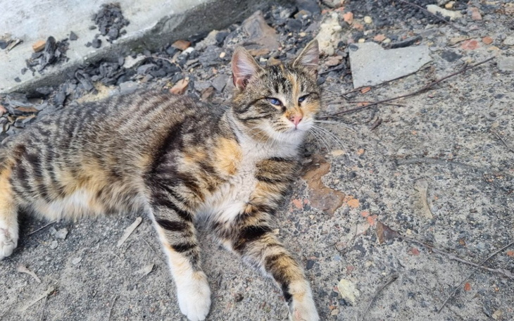 Zbiórka Bursztynka - pomóż jej przeżyć. - zdjęcie główne