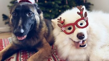 Zbiórka Bazarek dla Kudłatych - miniaturka zdjęcia