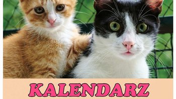 Zbiórka Kalendarze Pana Kota ratują kotk - miniaturka zdjęcia