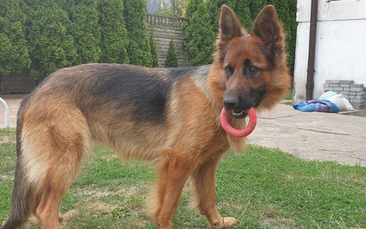 Zbiórka Operacja pieska jedyna szansa - zdjęcie główne