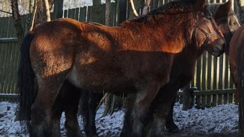 Zbiórka Ratujemy Mije - miniaturka zdjęcia
