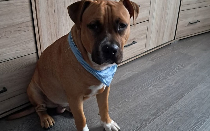 Pies rasy amstaff siedzący na podłodze.