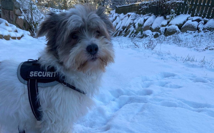 Zbiórka Zabieg stomatologiczny dla milki - zdjęcie główne