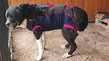 Zbiórka Operacja usunięcia guza Amayi - miniaturka zdjęcia