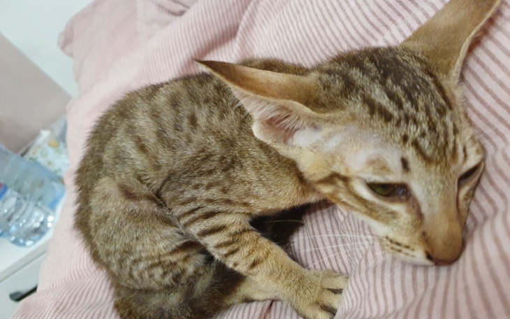 Zbiórka Zbiórka na chorego ECIKA - zdjęcie główne