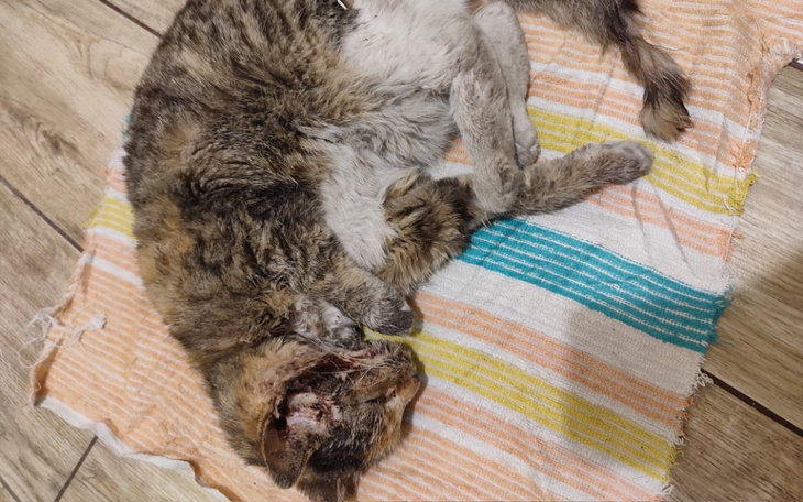 Zbiórka Ratujmy Kotke - zdjęcie główne