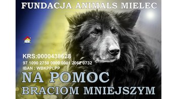 Zbiórka Wsparcie dla zwierząt z Ukrainy. - miniaturka zdjęcia