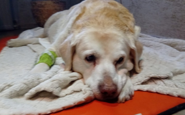 Labrador leżący na kocu, wygląda na zmęczonego i smutnego.