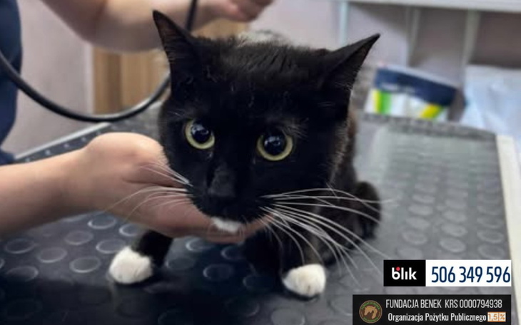 Czarny kot na stole weterynaryjnym, wygląda na zaniepokojonego.