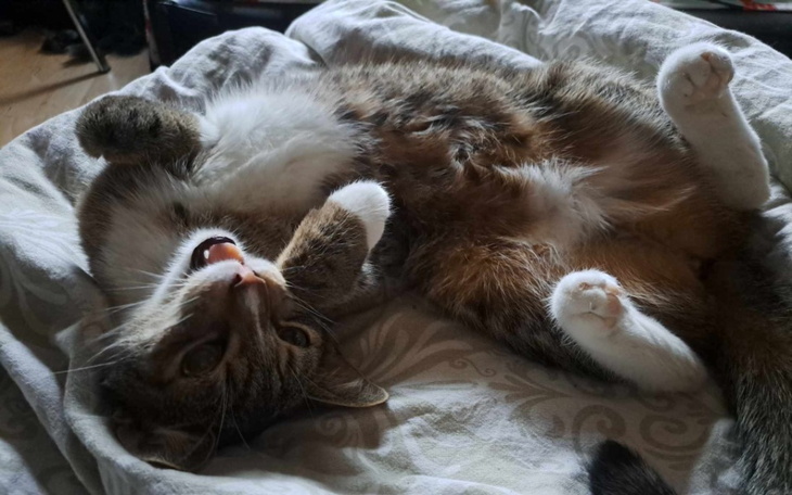 Zbiórka Kocia bialaczka pomocy - zdjęcie główne