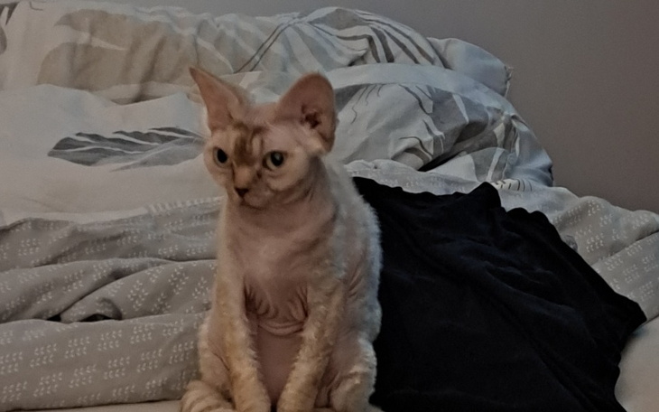 Zbiórka Proszę pomóżcie naszej Miśce - zdjęcie główne