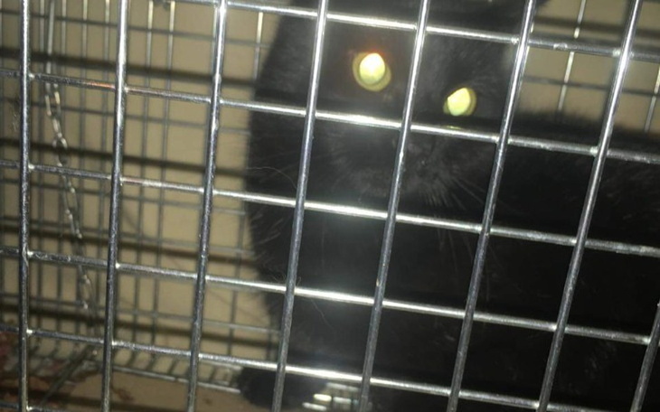 Zbiórka Domek dla kotów z budowy - zdjęcie główne