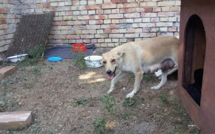 Zbiórka kojec dla psów z interwencji - zdjęcie główne