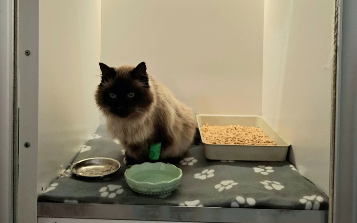 Kot w klatce, czeka na adopcję.