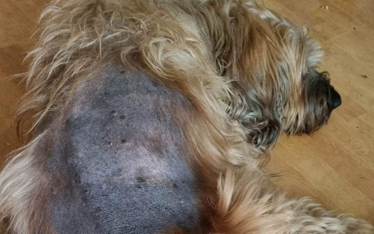 Zbiórka chory piesek z adopcjii - zdjęcie główne