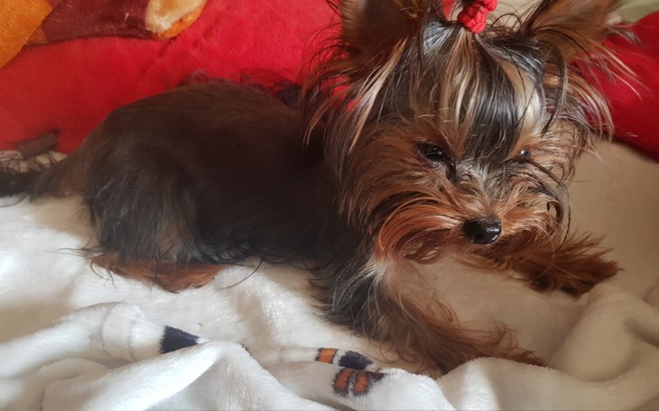 Zbiórka Pomagamy Daisy z wadą genetyczną - zdjęcie główne