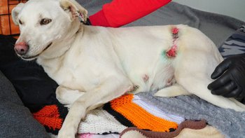 Zbiórka Ratujemy Wiwi - miniaturka zdjęcia