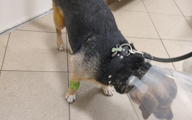 Zbiórka Operacja Toffiego - zdjęcie główne