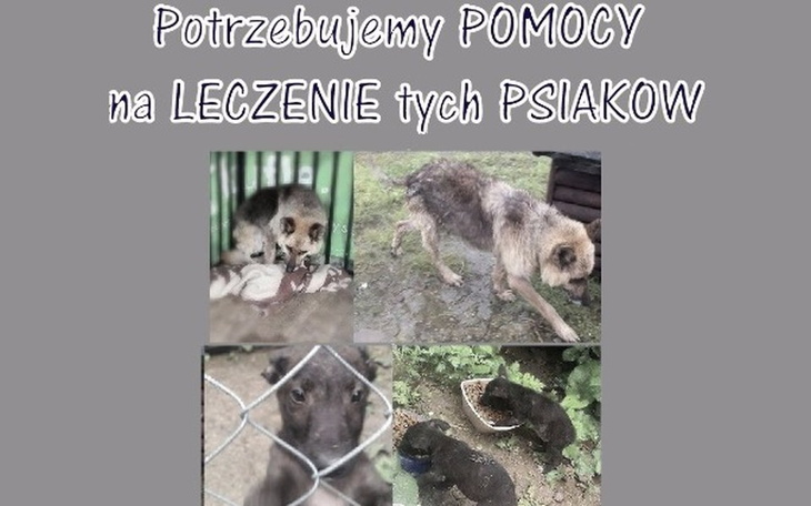 Zbiórka Na leczenie PSIEJ mamy i DZIECI - zdjęcie główne