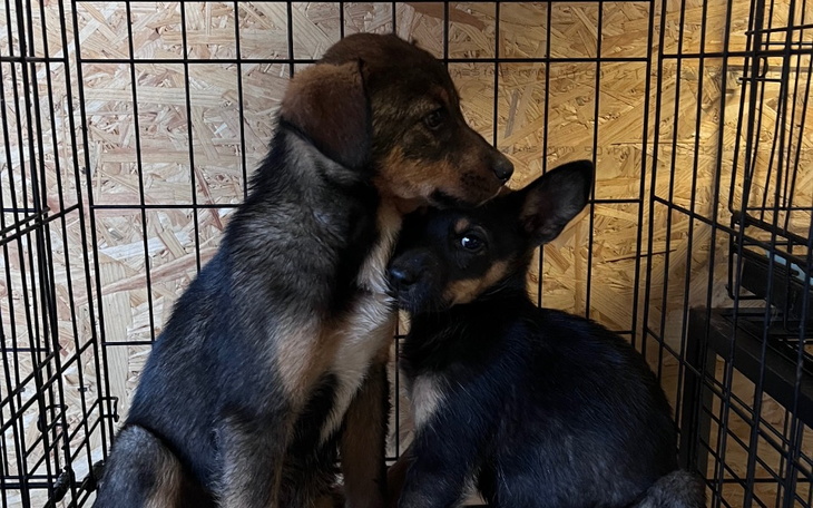 Zbiórka Maluchy wyrzucone z auta - zdjęcie główne