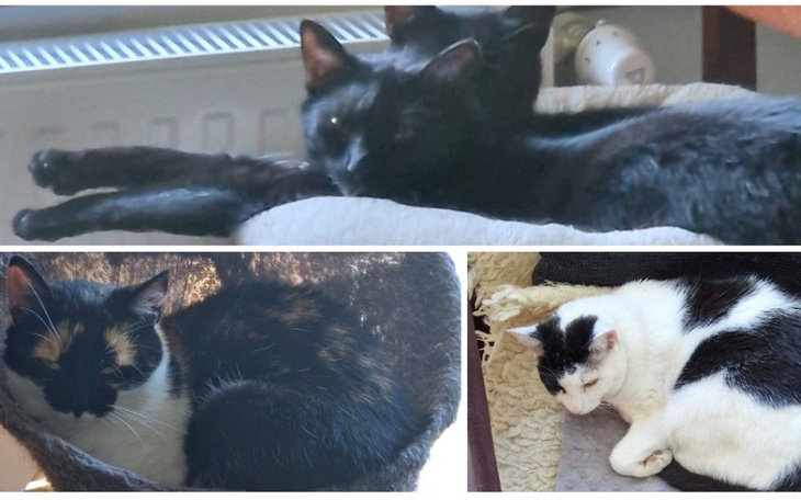 Zbiórka Na leczenie kotełków - zdjęcie główne