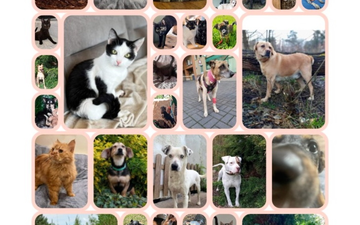 Zbiórka Pomóż nam ratować Ich ŻYCIE - zdjęcie główne