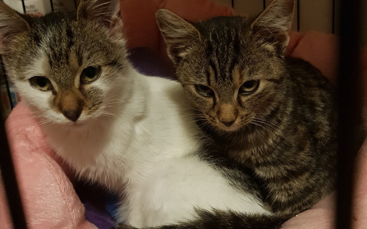 Zbiórka Walka z panleukopenią - zdjęcie główne