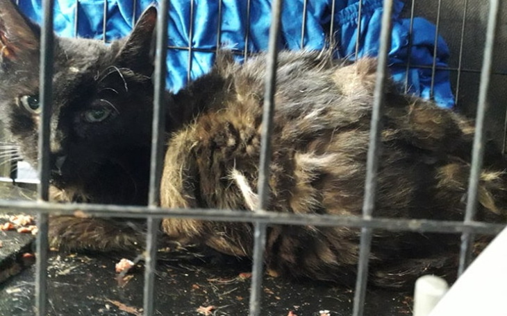 Zbiórka Na pomoc kotce Michasi - zdjęcie główne