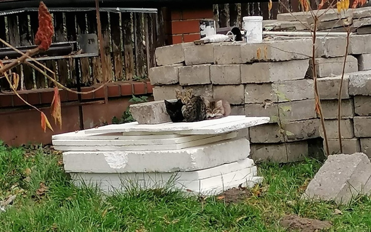 Zbiórka Uratujmy kocie dzieci - zdjęcie główne