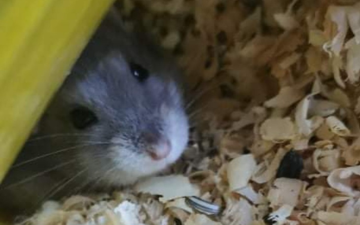 Zbiórka Leczenie chorego chomika - zdjęcie główne