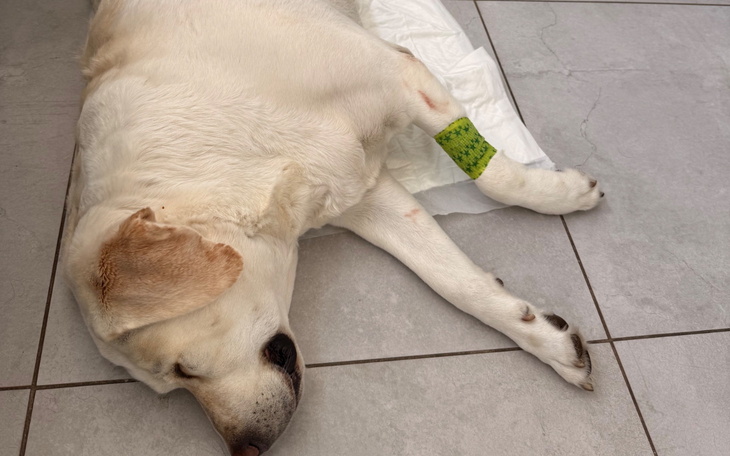 Pies śpiący na podłodze, z opatrunkiem na łapie.