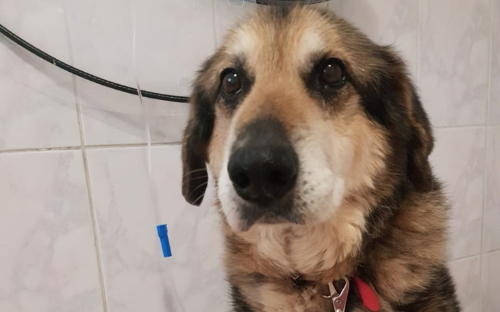 Zbiórka Dla Ramzesa na jesień życia - zdjęcie główne