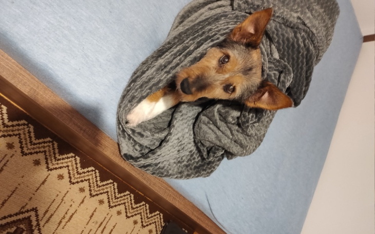 Zbiórka Pomóżcie ratować Sonię - zdjęcie główne