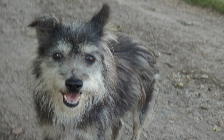 Zbiórka Psie seniorki w potrzebie - zdjęcie główne