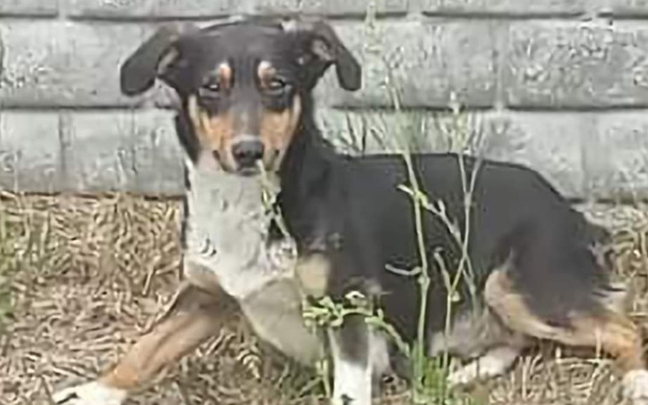 Zbiórka Pomóżmy bezdomnej Suni - zdjęcie główne