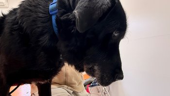 Zbiórka Wsparcie dla Benito - miniaturka zdjęcia