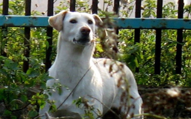 Zbiórka Słomeczka prosi o wspracie :) - zdjęcie główne